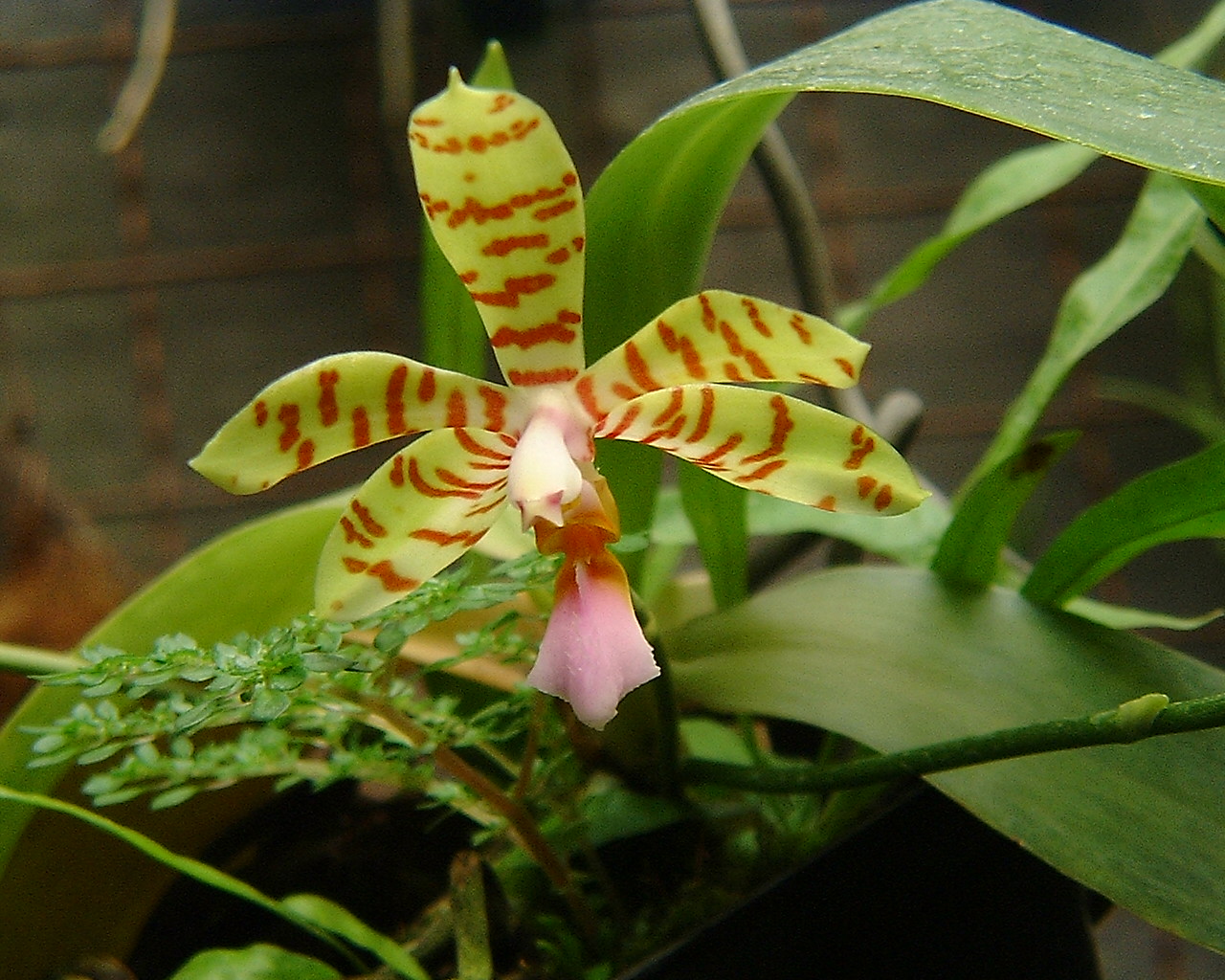Phalaenopsis fasciata.jpg
