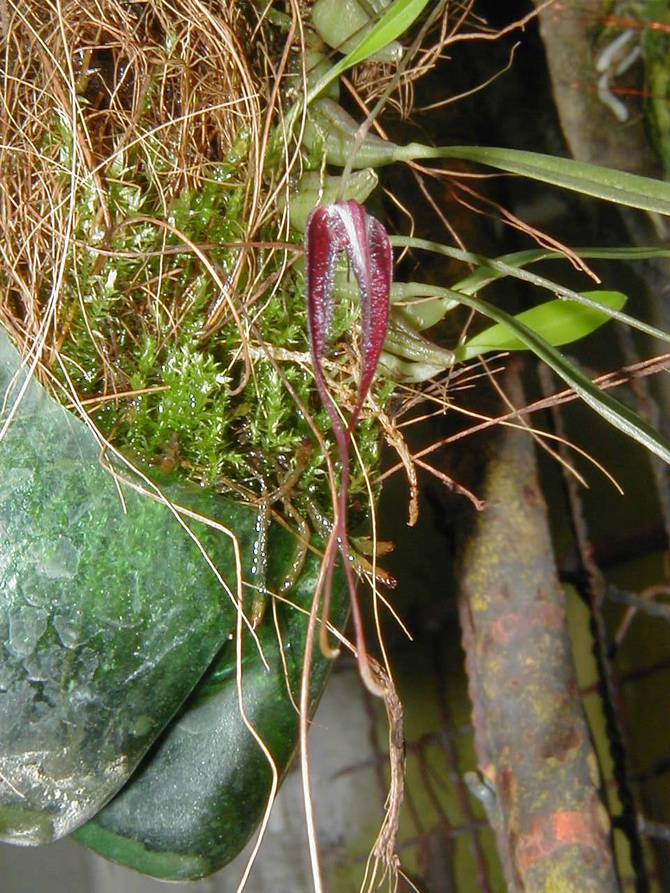 Bulbophyllum longicaudatum.jpg
