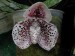 Paphiopedium bellatulum 1.jpg