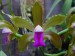 Cattleya bicolor .jpg