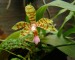 Phalaenopsis fasciata.jpg