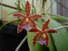 Phalaenopsis mannii 2.jpg