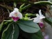 Phalaenopsis parishii 02.jpg
