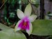 Phalaenopsis bellina.jpg