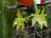 Phalaenopsis cornu-cervi var alba1.JPG