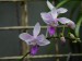 Phalaenopsis equestris12.JPG