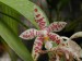 Phalaenopsis lueddemaniana var.hieroglyphica vl.02.jpg
