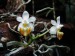 Phalaenopsis lobbi .JPG