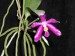 Phalaenopsis lueddemanniana var.pulchra1.jpg