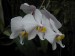 Phalaenopsis leucorrhoda1.jpg
