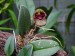 Bulbophyllum frostii .jpg