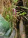 Bulbophyllum longicaudatum.jpg