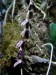 Bulbophyllum secundum.jpg