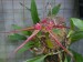Bulbophyllum wedlandianum.jpg